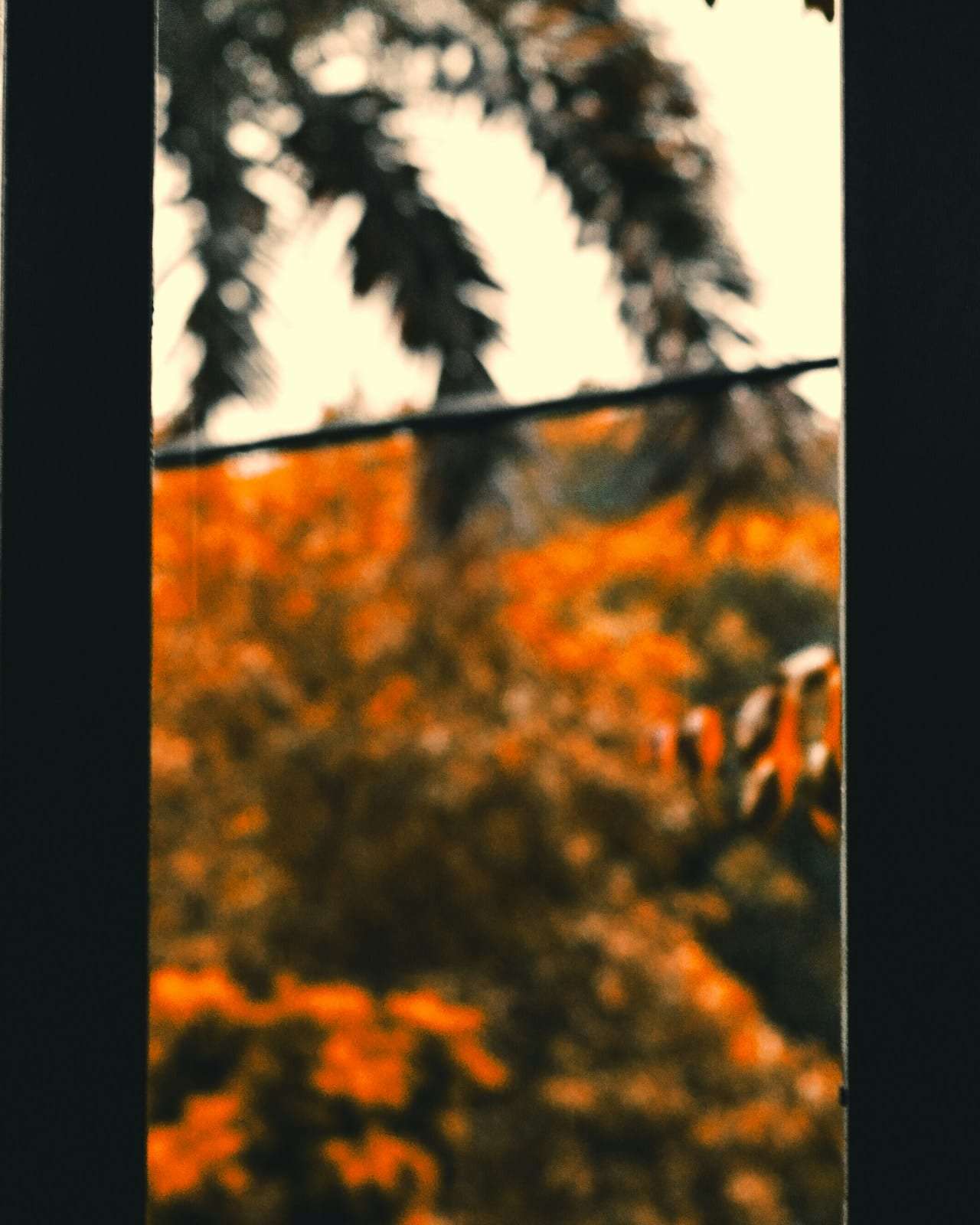Rain on a window with autumn leaves beyond it