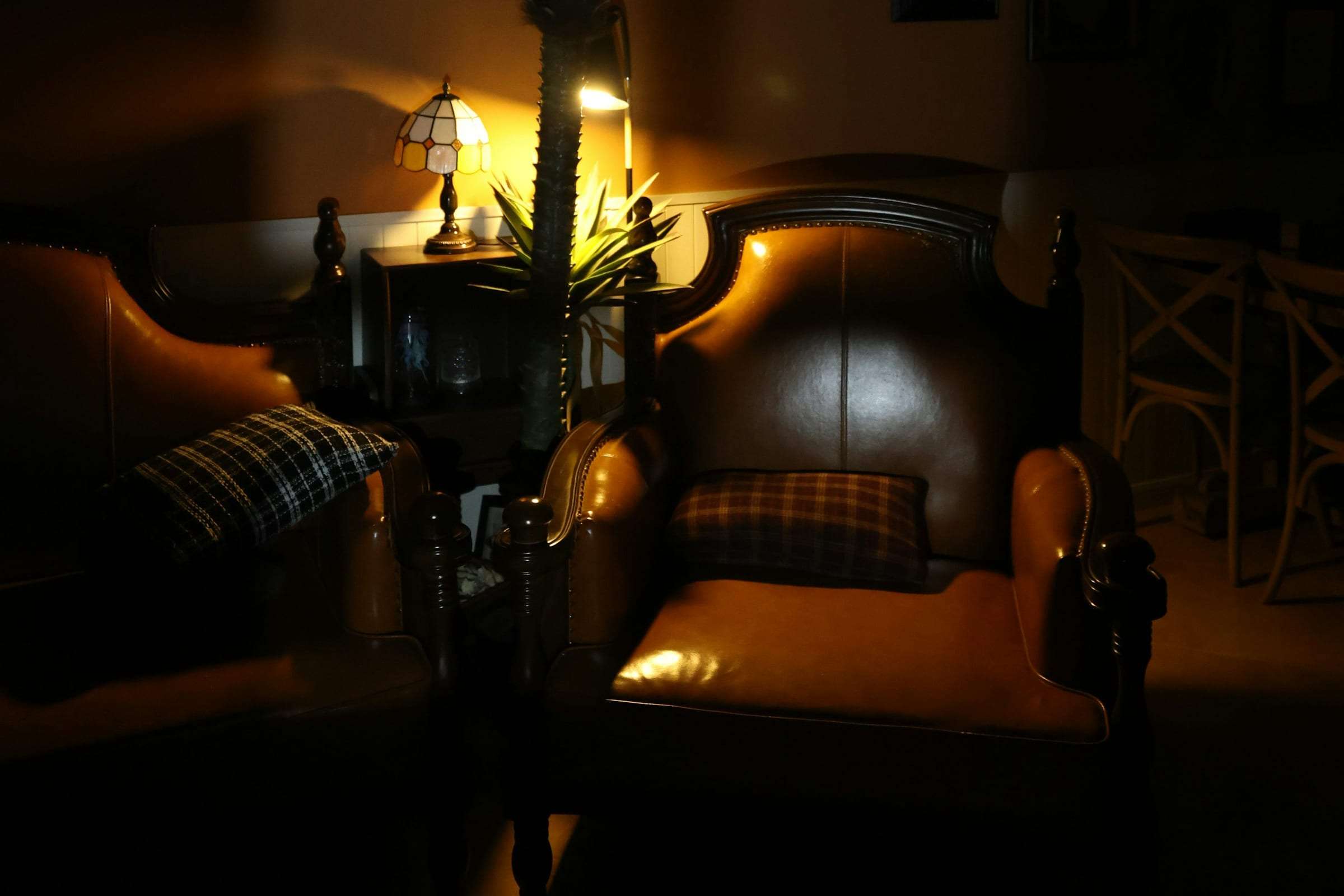 Two leather club chairs in lamplight beneath a palm
